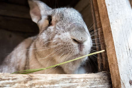 Old rabbit in the cage. Growing domestic rabbits in the gardenの写真素材