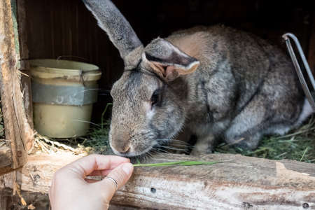 Domestic rabbit in a wooden cage. Growing animals in the garden.の写真素材