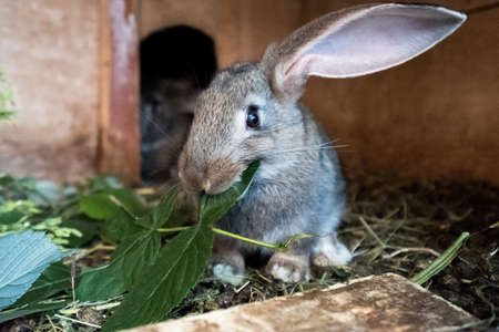 Gray domestic rabbit eats fresh grass in the cage.の写真素材