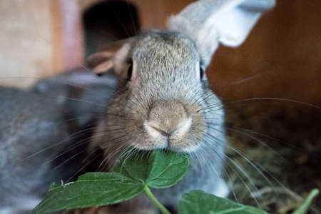 Gray domestic rabbit eats fresh grass in the cage.の写真素材