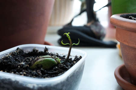 Young sprout. Sprouted mango seed. Plant grows in a containerの写真素材