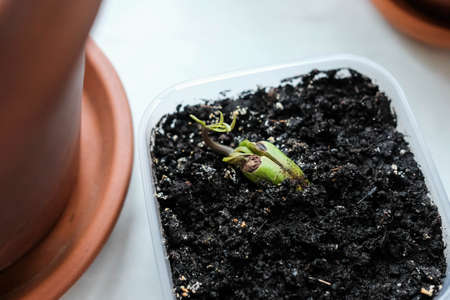 Young sprout. Sprouted mango seed. Plant grows in a containerの写真素材