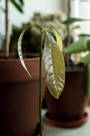 Young plant on the windowsill. Mango sprout. Green thin leaves.の写真素材