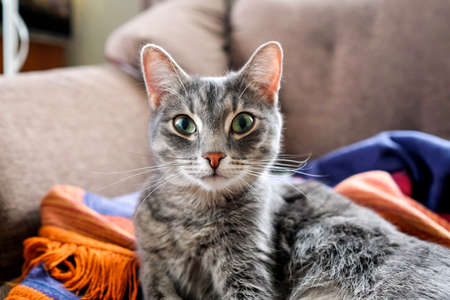 Cat is lying on the couch. Gray mongrel cat with long mustache. Looking at the cameraの写真素材