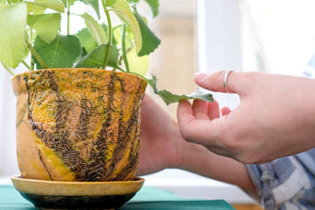 Hands inspect the leaves. Plant in a clay pot. Homemade potの写真素材