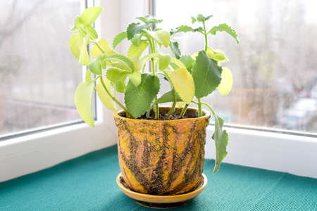 Green plant in a flower pot. Mentha in a clay pot. Window sill with a flower on the balconyの写真素材