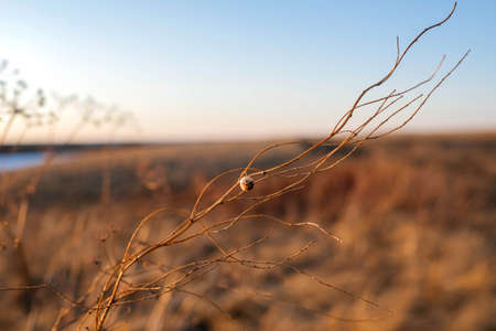 Thin grass with seeds. Round berry on the grass. Warm light, blurred background. Field plants. Diagonallyの写真素材