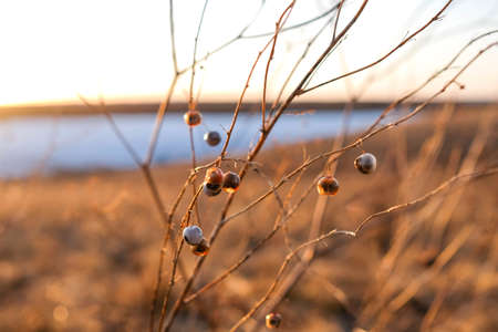 Thin grass with seeds. Round berries of grass. Warm light, blurredの写真素材