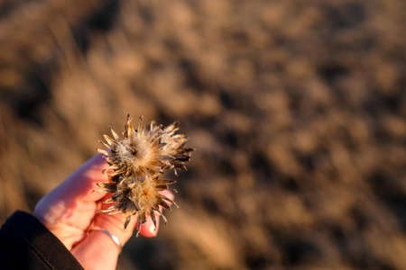 Field plants in the hand. A bouquet of dried flowers. Spring in the field. Top view, blurred background.の写真素材