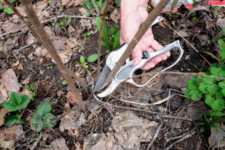 Pruning apple trees. Hand holds secateurs, cut young unnecessary branchesの写真素材
