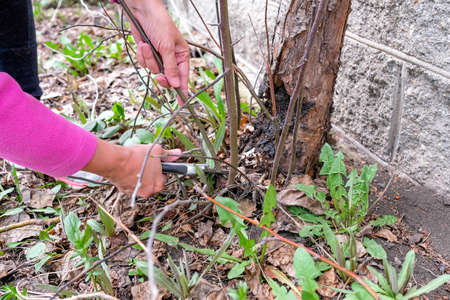 Pruning excess apple tree branches. To remove young growth by secateurs.の写真素材