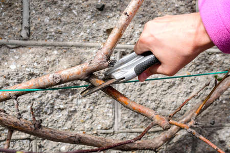 Cut secateurs young branches of apple trees. Pruning trees in springの写真素材