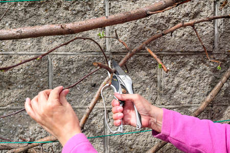 Cut secateurs young branches of apple trees. Pruning trees in spring. Holding a branch with his handの写真素材