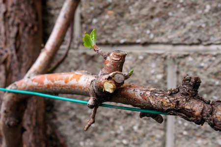 Branch of apple tree. Cropped part. Green petal in spring.の写真素材