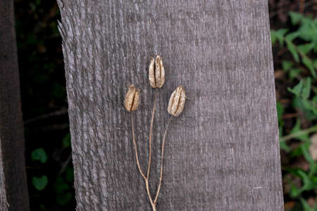 Dry grass on a tree. Thin trunks with buds full of seeds. Gray rough boardの写真素材