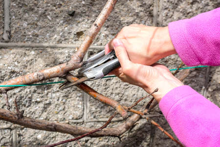 Pruning apple trees in spring. Secateurs remove excess branches.の写真素材