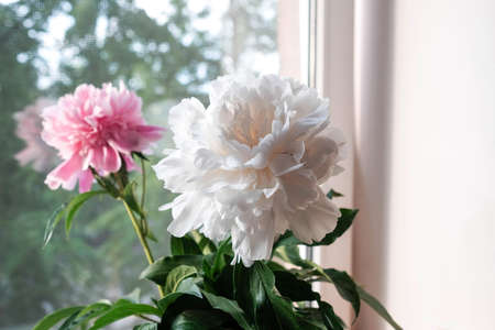 White peony with leaves on the windowsill. Bouquet of summer flowers at home. Garden flowersの写真素材