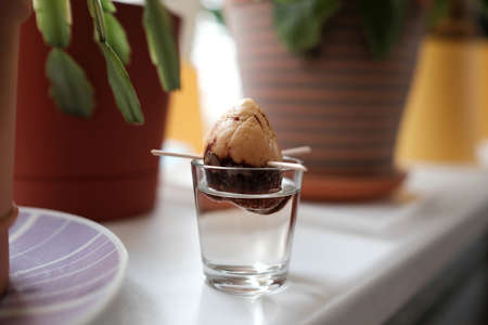 Avocado seed in a glass. Plants on the windowsill of the house