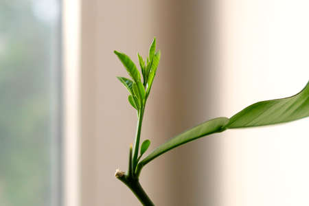 Citrus sprout close up. Lemon grows on the windowsill. Light photo, no peopleの写真素材