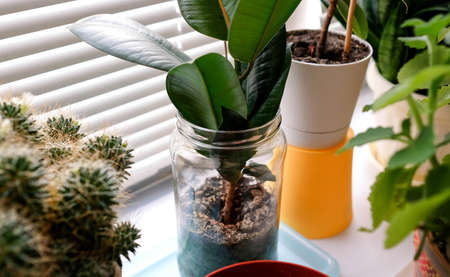 Ficus in a glass jar on the windowsill. Plants in flower pots.の写真素材