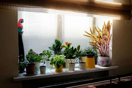 Flowers on the windowsill. Home plants at sunset. Order in flower pots.の写真素材