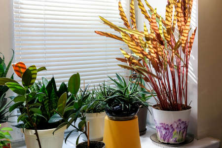 Indoor plants on the windowsill. Window closed shutters. Sunset, visible shadows, dark photo.の写真素材
