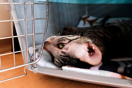The cat is resting in the pet carrier. Close up of head and ear