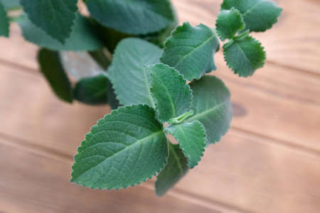Indoor mint on a tree. Blurred backgroundの写真素材
