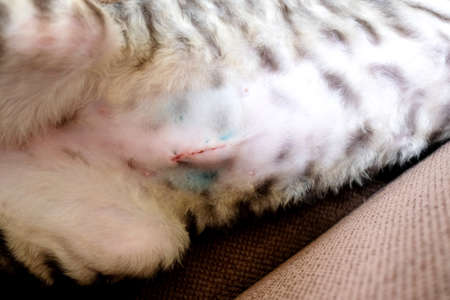 The cat is lying on its side, the suture on the abdomen from the operation is visible. Sterilization trace. Close. Cornish Rex kitten, tabbyの写真素材