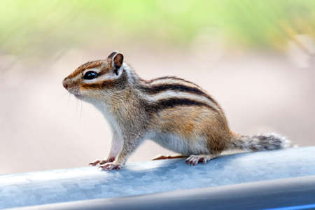 Chipmunk sits on a gray pipe. Small brown wild animal with stripes on the backの写真素材