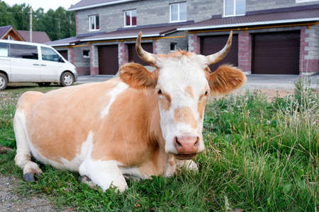 The cow lies by the road. Brown-white animal restingの写真素材