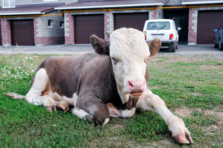 A young bull lies on the grass by the roadの写真素材