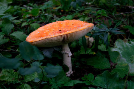 Orange mushroom in the forest. Inedible toadstoolの写真素材