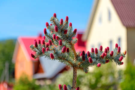 Blue spruce with red cones on the background of blurred housesの写真素材