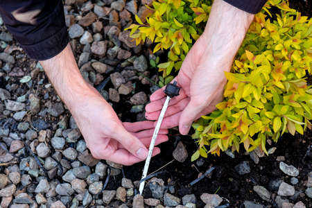 Hold a pipe for underground watering of plants.の写真素材