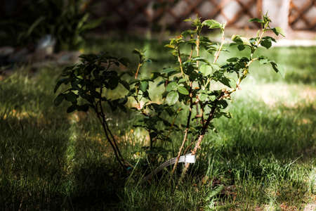 Young rose bush. No blooming. The label with the signature is visibleの写真素材