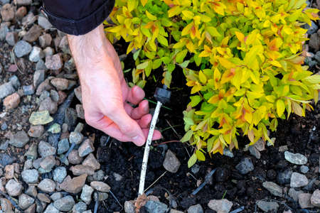 Holds a thin hose for underground watering of plants. Planting a bush in springの写真素材
