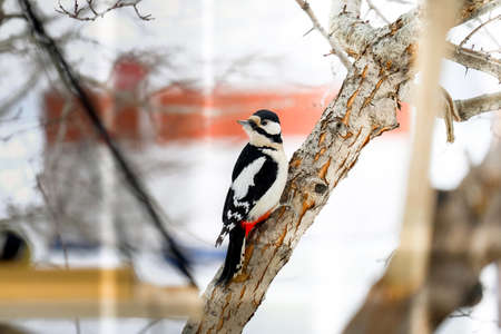 Beautiful woodpecker on a branch in winter. Bird in the center