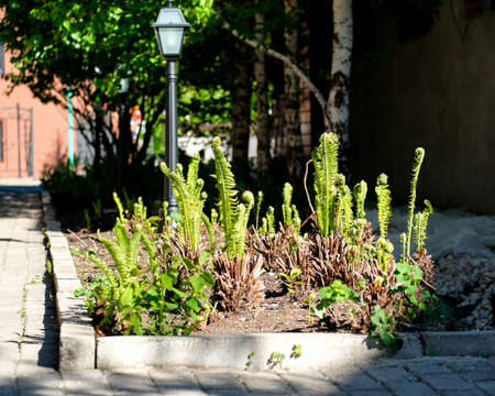 Young thickets of fern in the spring in the park. There is no one, sunny day.の写真素材