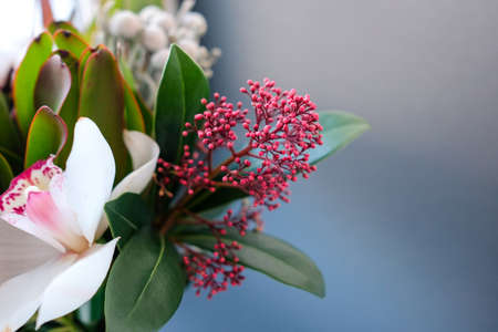 Skimmia as part of a bouquet on a dark backgroundの写真素材