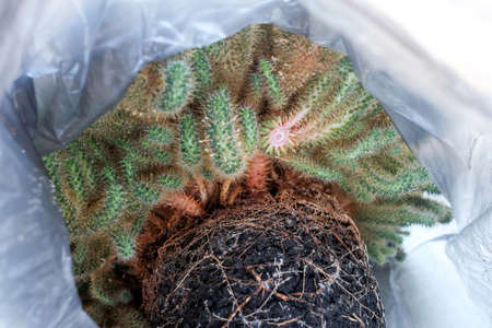 The cactus was thrown into the trash. We got rid of the thorns. Trash bag visibleの写真素材