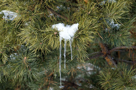 Icicles on a branch of a coniferous tree. Daylight, outside.の写真素材
