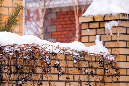 Wild grapes on a brick fence in winter covered with snow.の写真素材