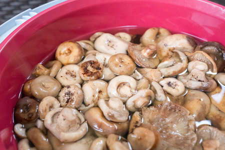 Lactarius resimus has been soaked in water. Mushroom cleaning.の写真素材