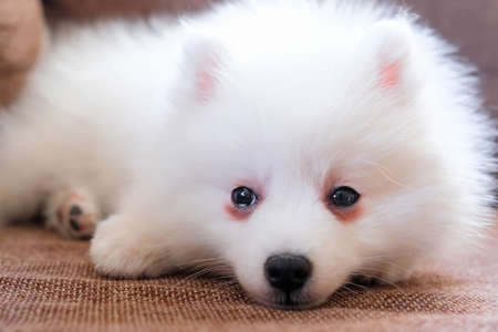 A purebred white puppy is lying on the couch. Japanese spitzの写真素材