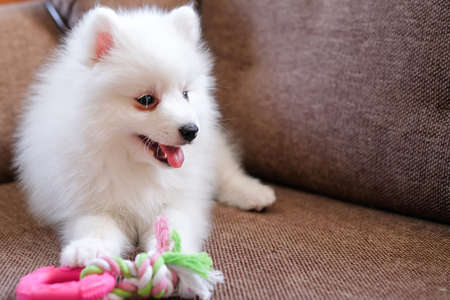 Japanese Spitz puppy with a toy on the couch. On the right is an empty spaceの写真素材