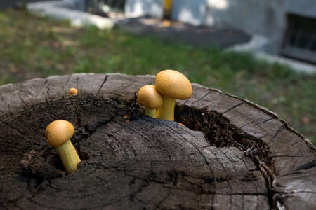Inedible orange mushrooms grow on a dry tree stump.の写真素材