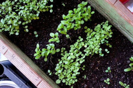 Seedlings of flowers in a wooden box. Plant flowers for the garden in advance.の写真素材