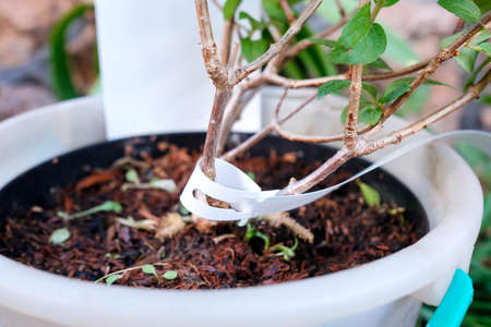 Young plant after purchase. An unmarked label is attached to the branch.