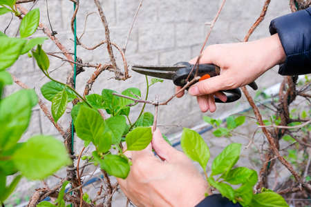 Prune pruning shears schisandra in the garden.